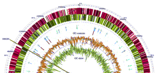 Genome of E. coli with ribosomal RNA and tRNA genes highlighted--courtesy g-language.org